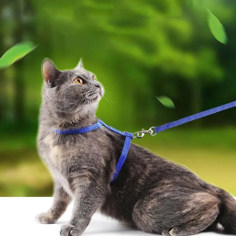 Peitoral e Guia Ajustável para Gatos – Leve, Seguro e Confortável!