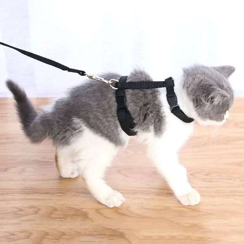 Peitoral e Guia Ajustável para Gatos – Leve, Seguro e Confortável!