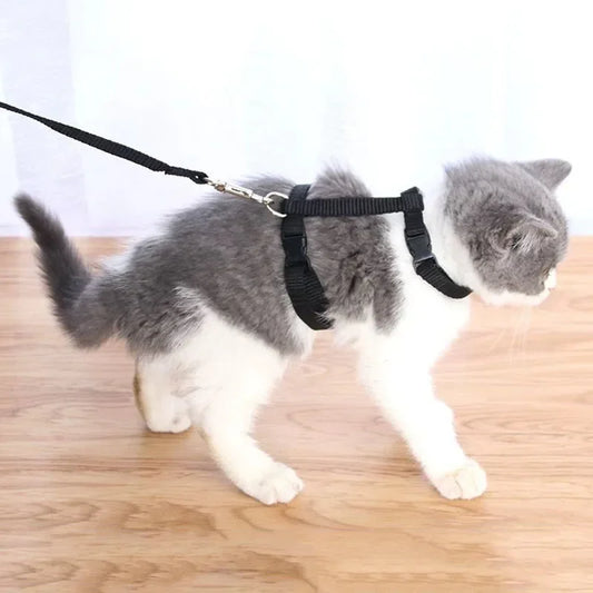 Peitoral e Guia Ajustável para Gatos – Leve, Seguro e Confortável!